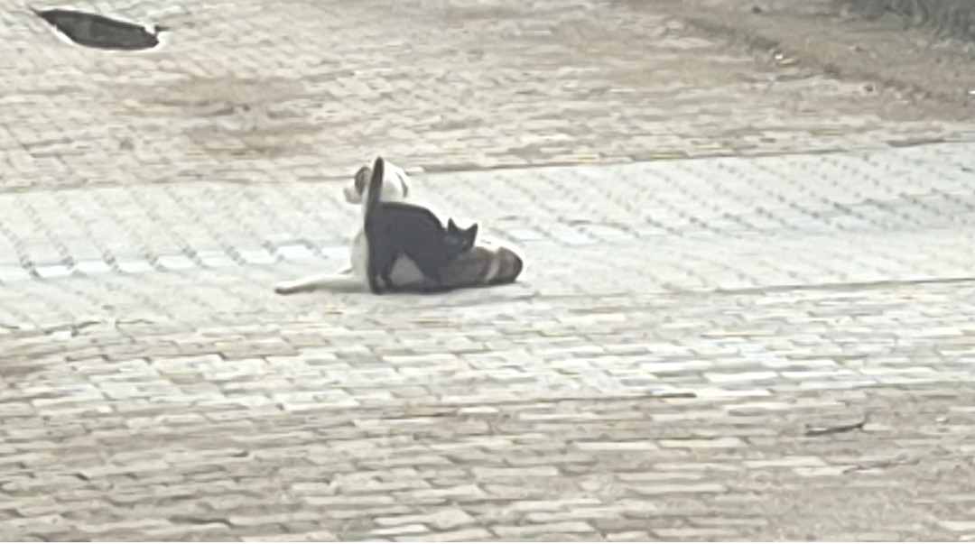 Kedi-k&ouml;pek dostluğu kameralara yansıdı
