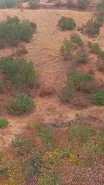 A&ccedil; kalan domuz s&uuml;r&uuml;s&uuml; yerleşim yerine indi
