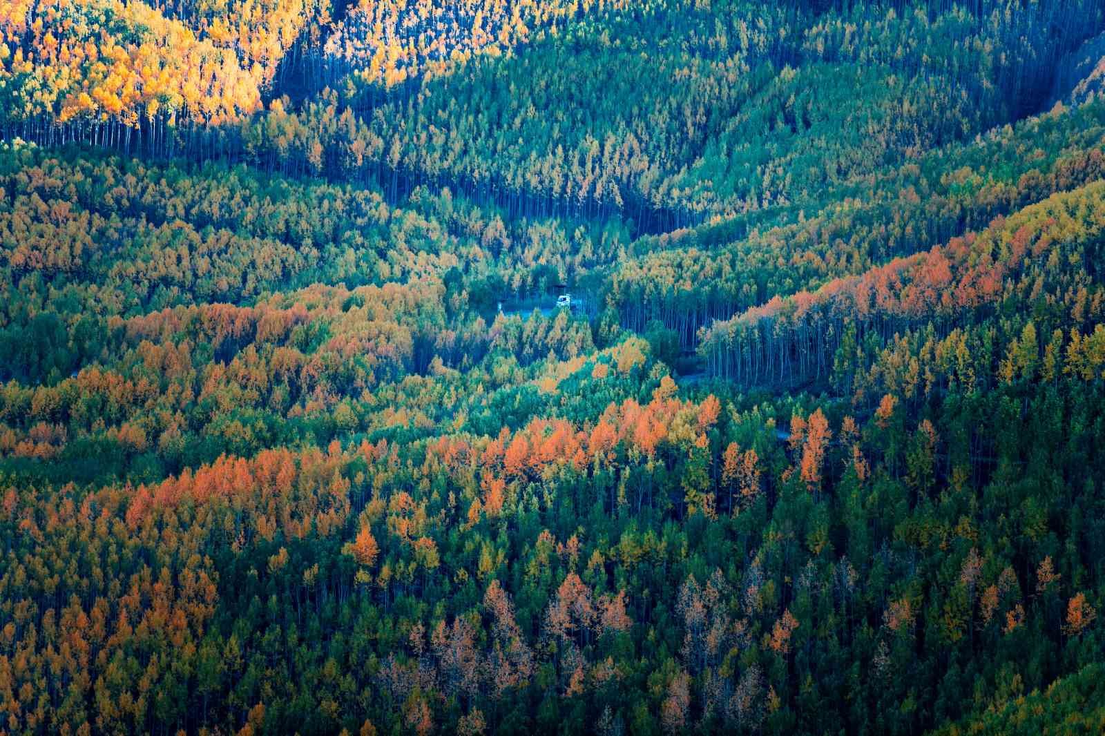 Doğaseverlerin Kayseri’deki saklı hazinesi: Ortaseki Ormanları