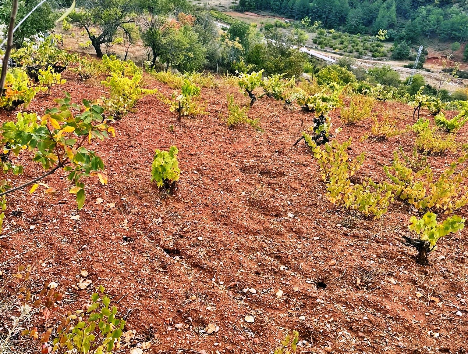 Emet&rsquo;te uydu takibi yapılan arazilerde fiziki kontroller yapıldı
