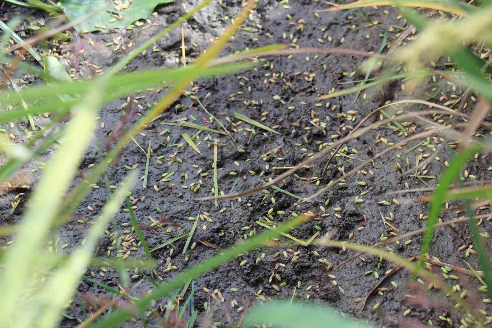 19 Mayıs il&ccedil;esini dolu vurdu
