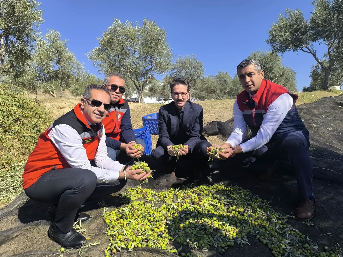Aydın, zeytincilikte T&uuml;rkiye&rsquo;nin zirvesinde
