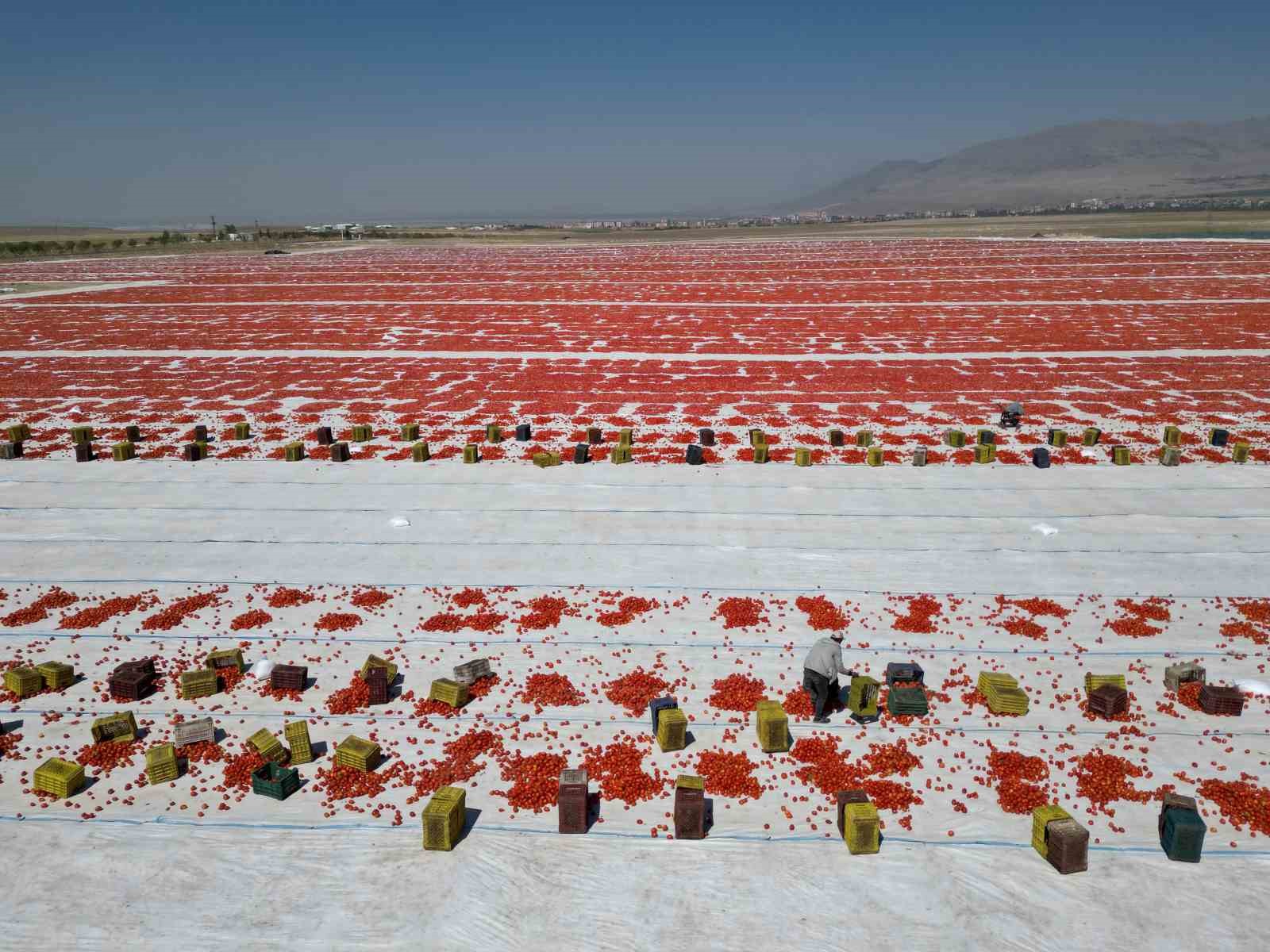 Niğde’de güneşte kuruyan domatesler dünya sofralarında