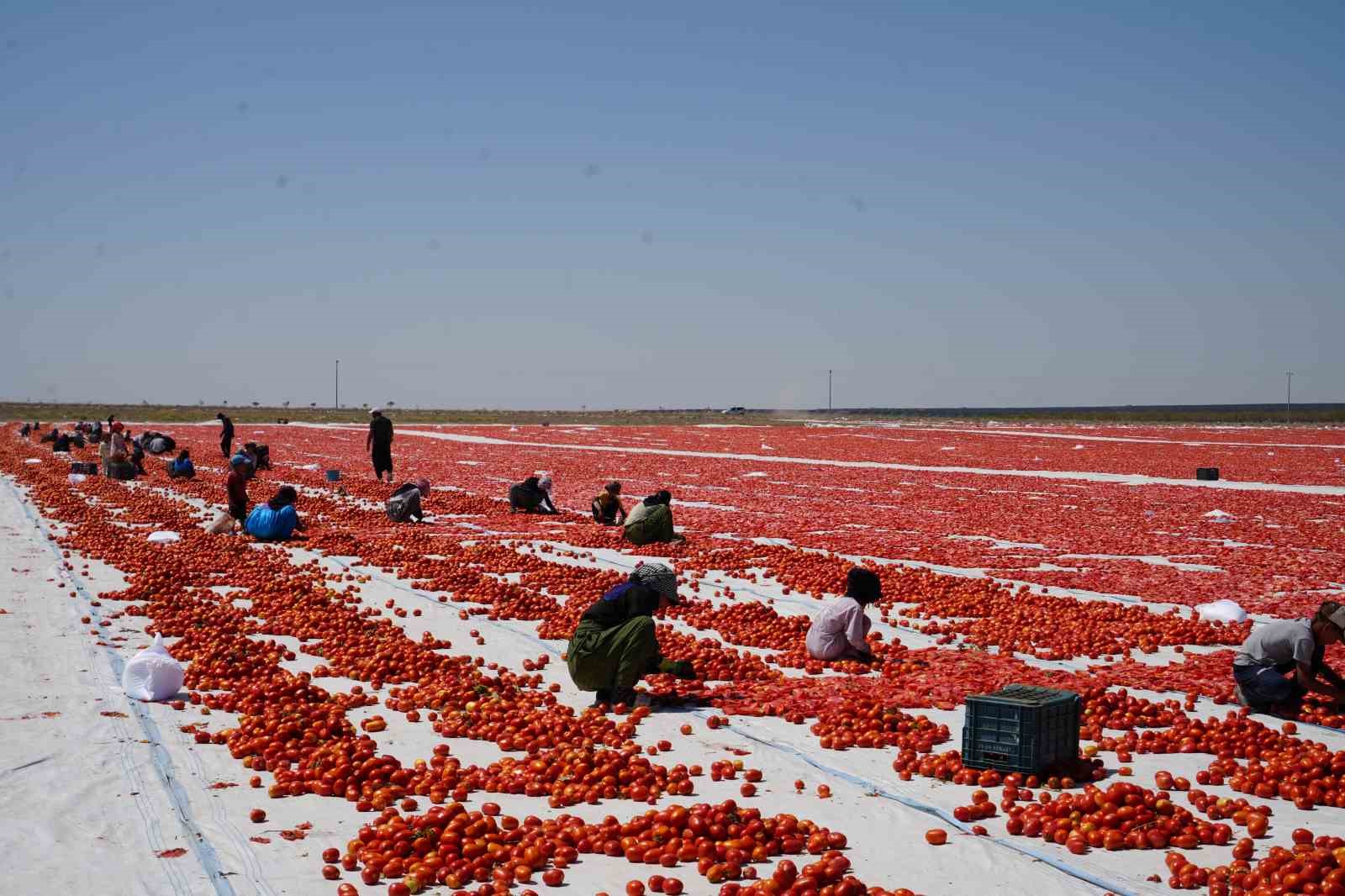 Niğde&rsquo;de g&uuml;neşte kuruyan domatesler d&uuml;nya sofralarında
