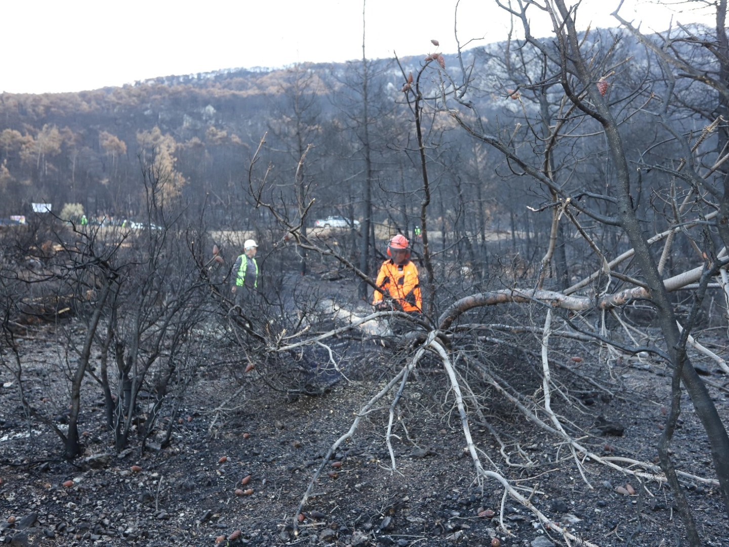Honaz Dağı Milli Parkında yanan alanlar yeşillendiriliyor