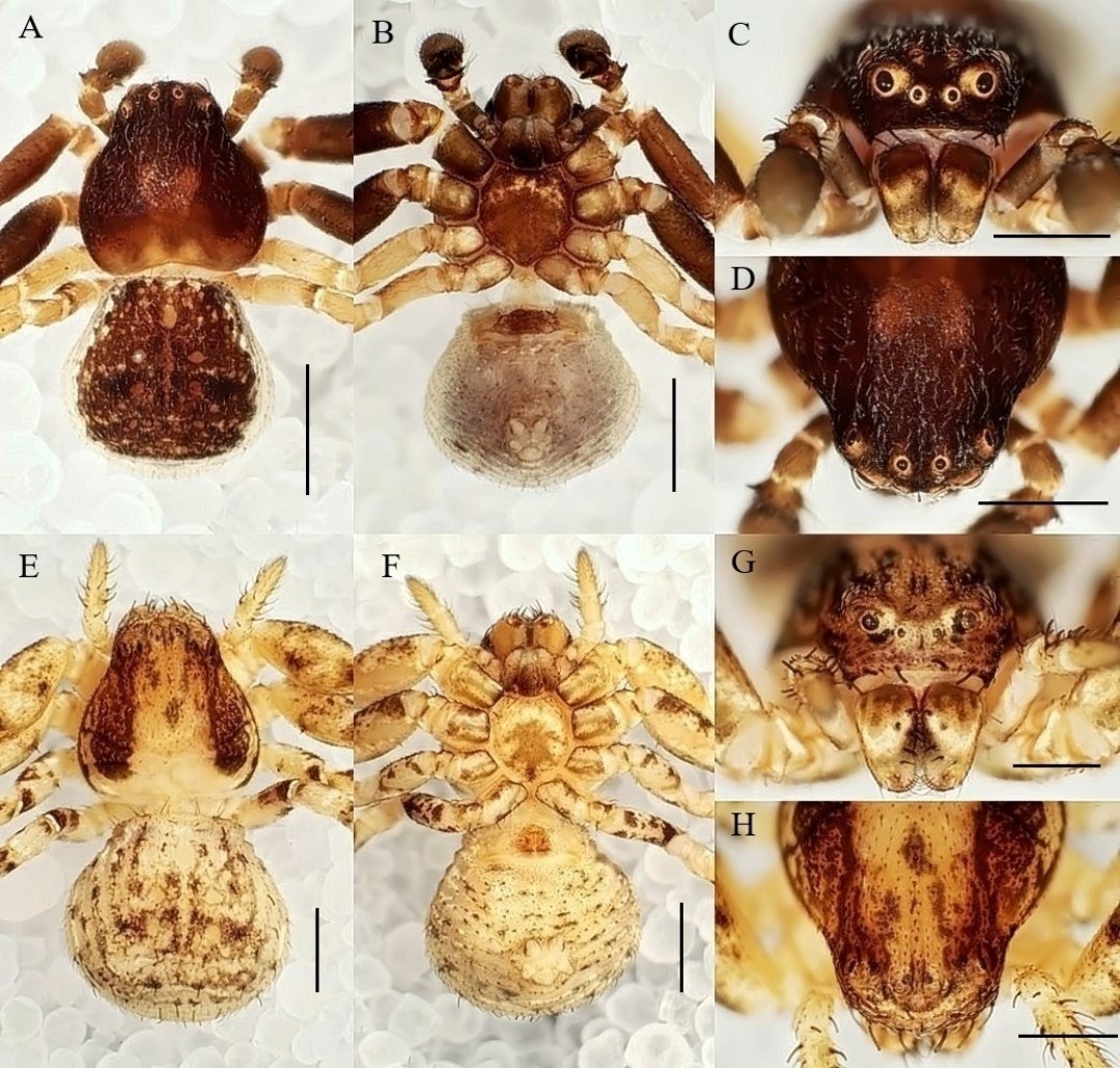 Manisa CBÜ’lü öğretim üyesinden 20 yeni tür keşfi