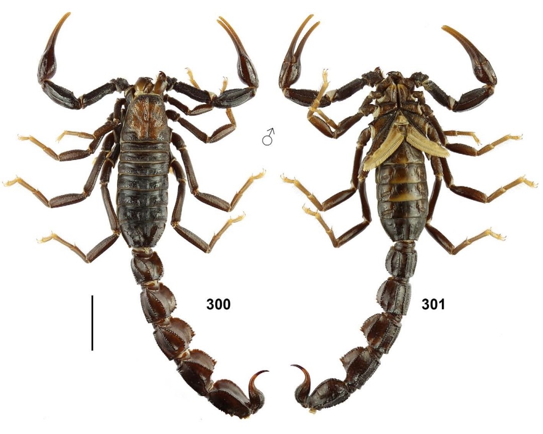 Manisa CB&Uuml;&rsquo;l&uuml; &ouml;ğretim &uuml;yesinden 20 yeni t&uuml;r keşfi
