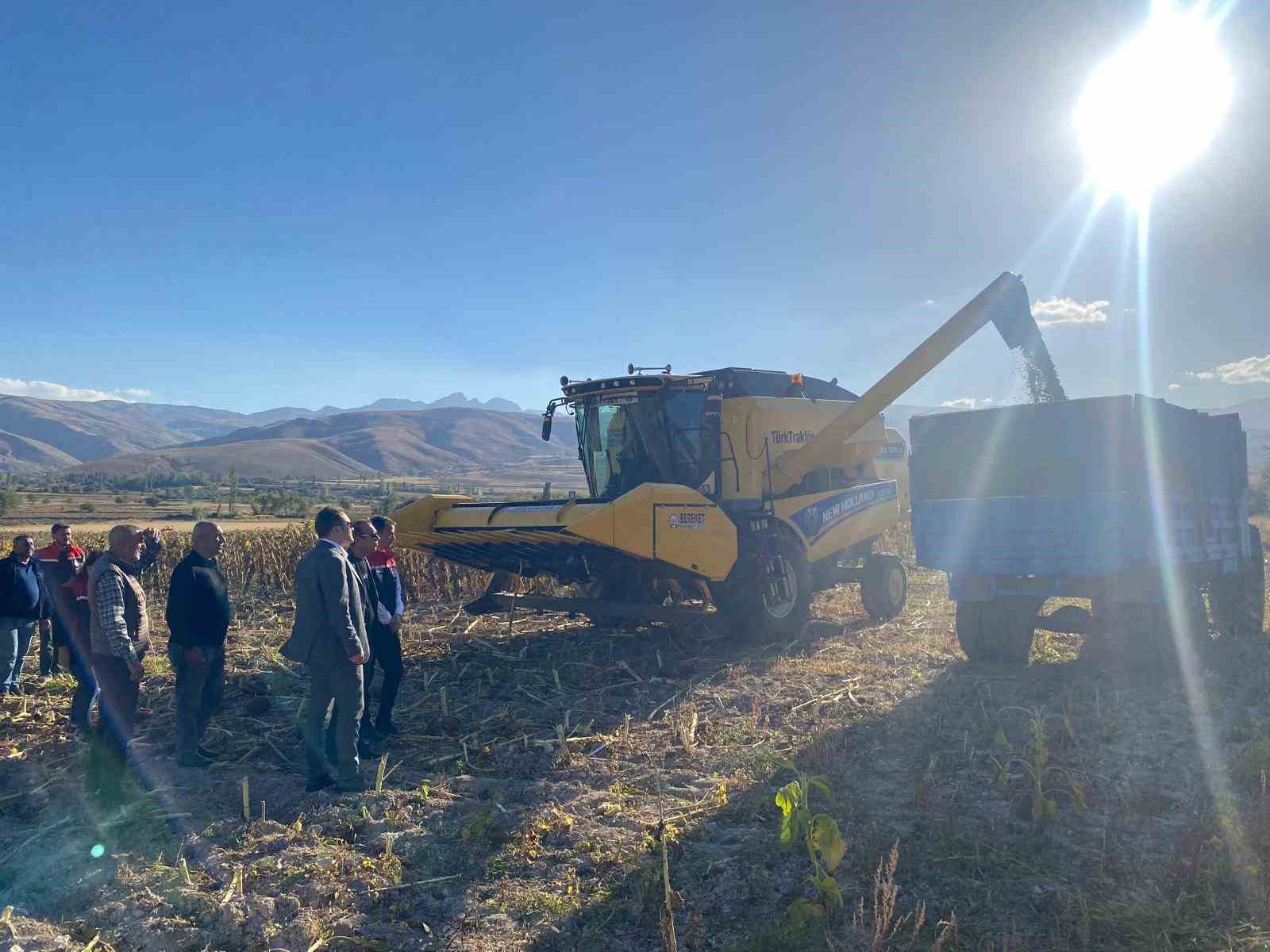 Çayırlı’da ayçiçeği hasadı başladı
