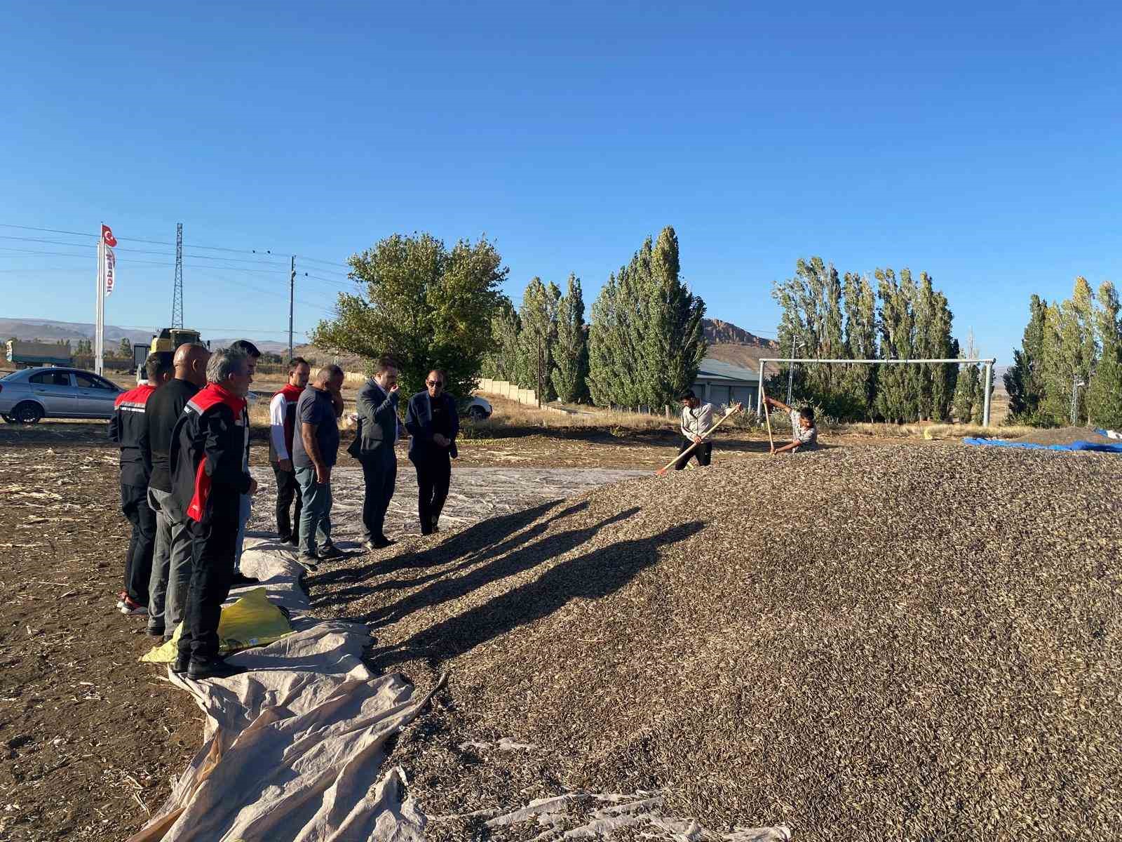 Çayırlı’da ayçiçeği hasadı başladı
