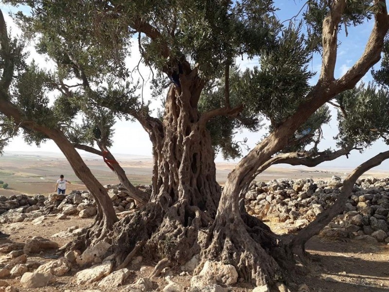 Zeytin ağacından gelen delil: Nuh&rsquo;un Gemisi Cudi Dağı&rsquo;nda
