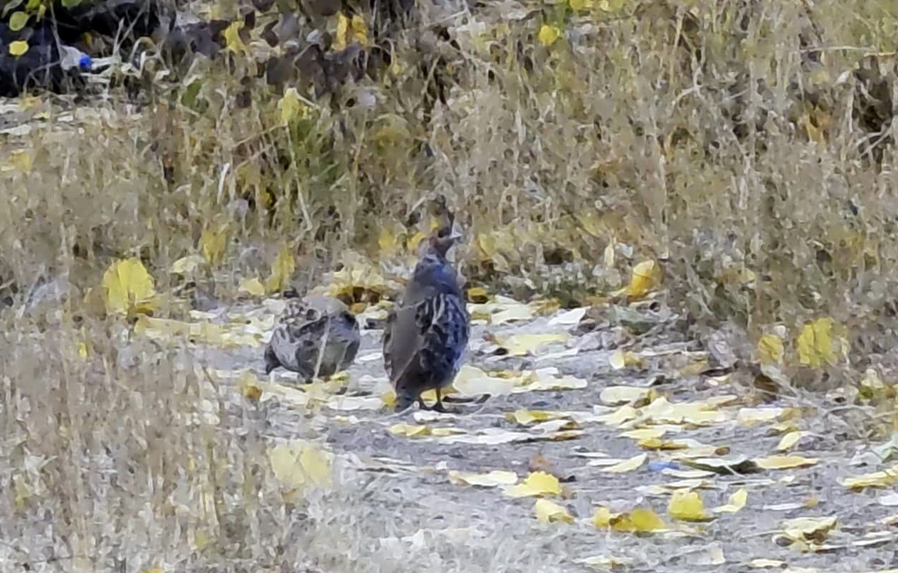 Nemrut Kalderası&rsquo;nda &ccedil;il keklik s&uuml;r&uuml;s&uuml; g&ouml;r&uuml;nt&uuml;lendi
