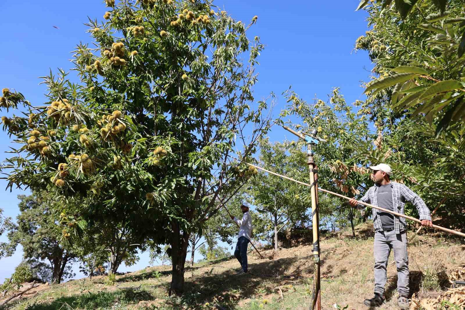 Nazilli’de kestane işçi yevmiyeleri belli oldu