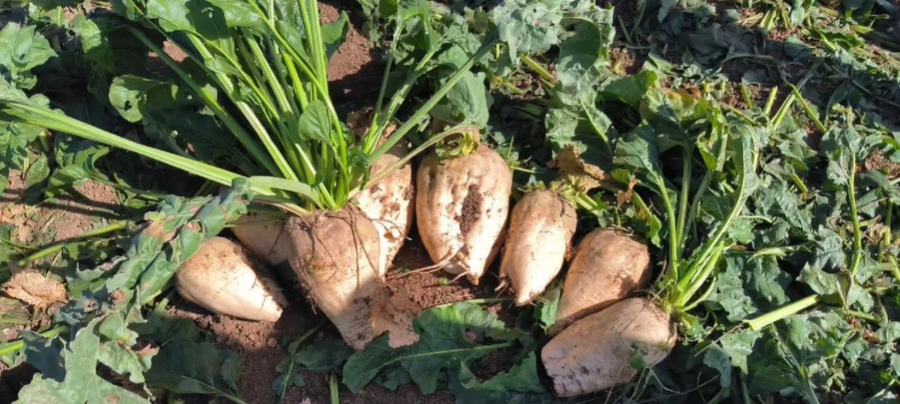 Bayburt&rsquo;ta şeker pancarı s&ouml;k&uuml;m&uuml; başladı
