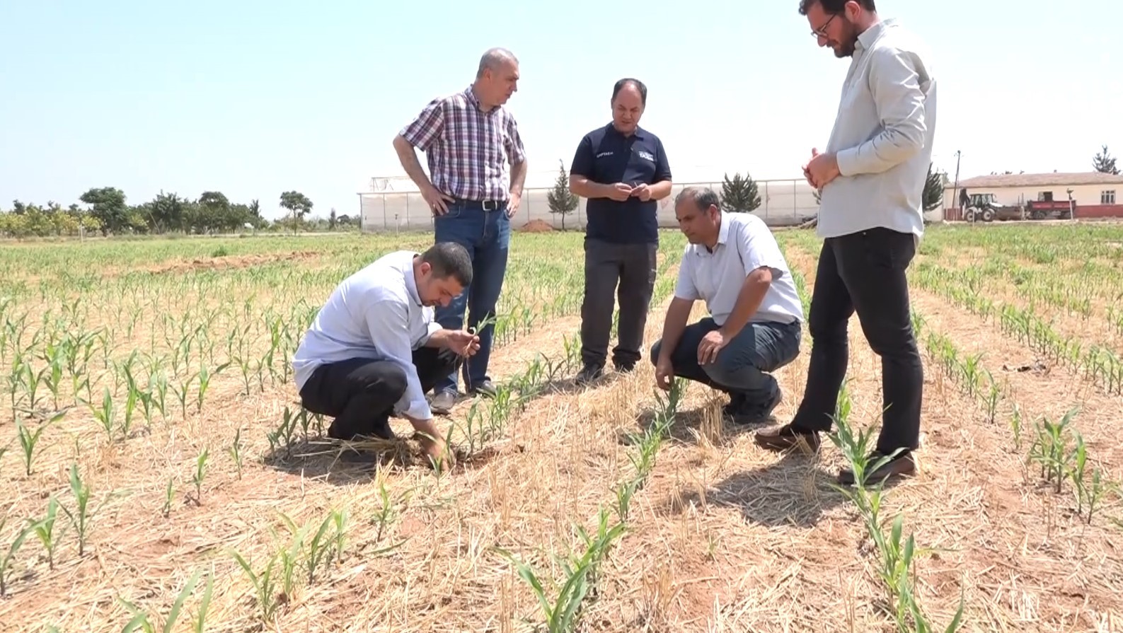 Şanlıurfa’da anız yakılmadan ekilen mısır ve pamukta yüksek verim