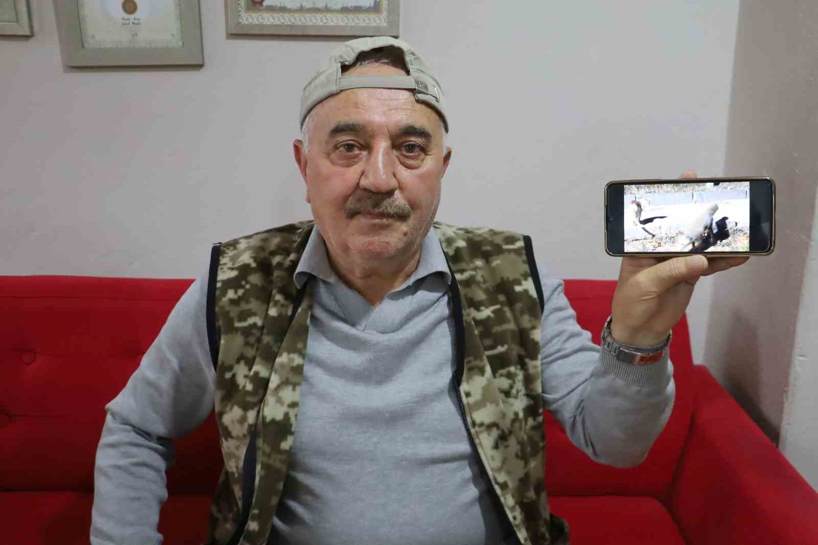 Kanka olan kedi ve tilki dikkat çekti