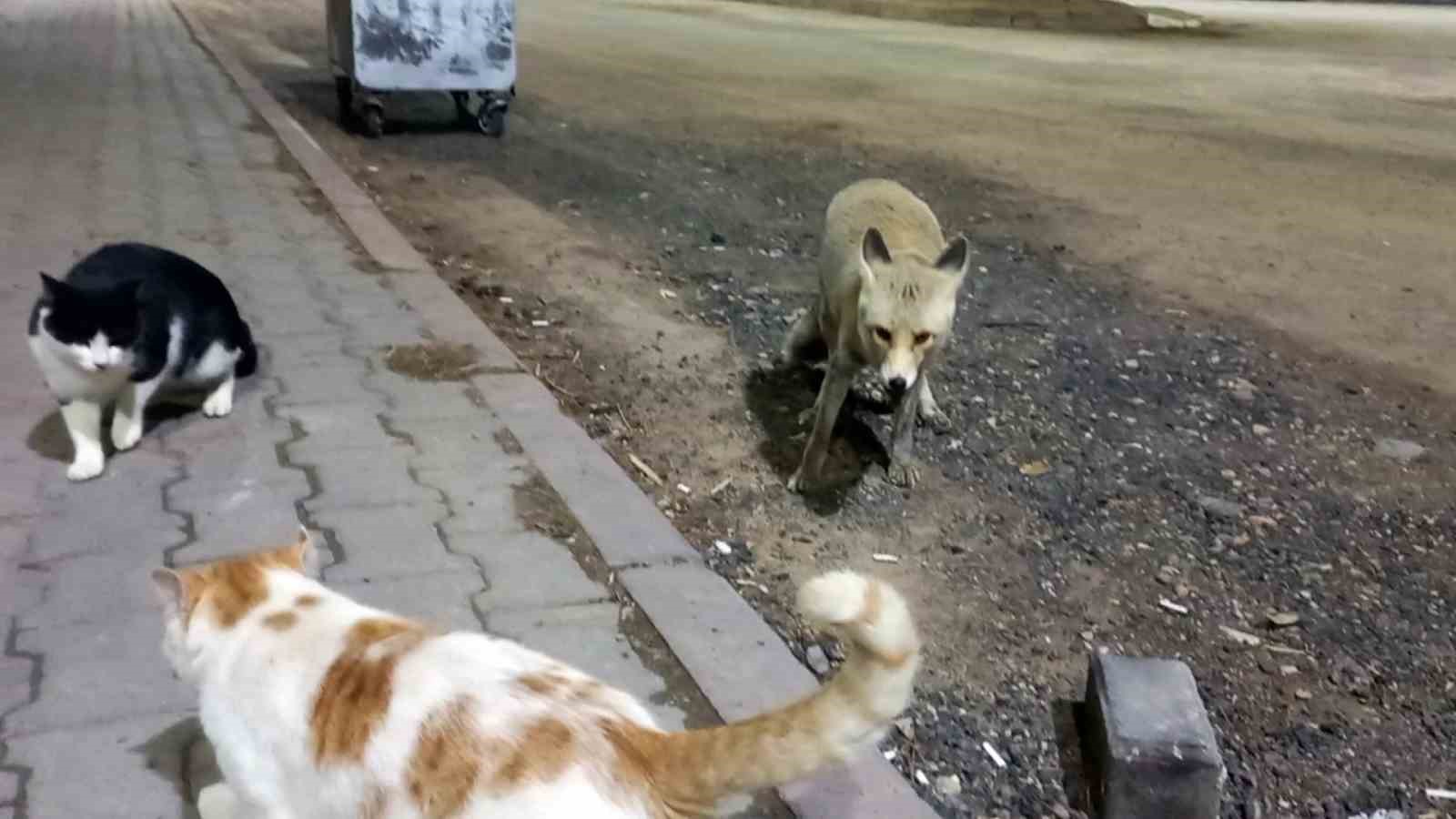 Kanka olan kedi ve tilki dikkat &ccedil;ekti
