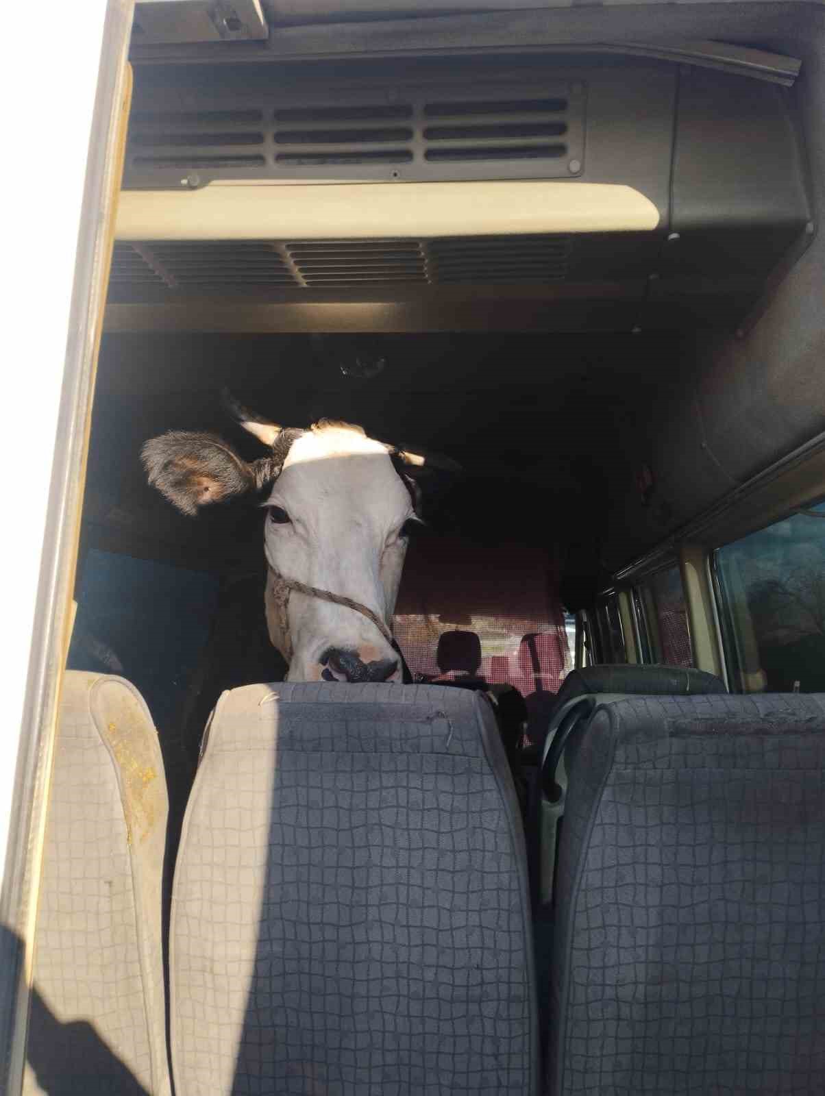 Didim’den kaçan hayvan hırsızları Konya’da yakalandı