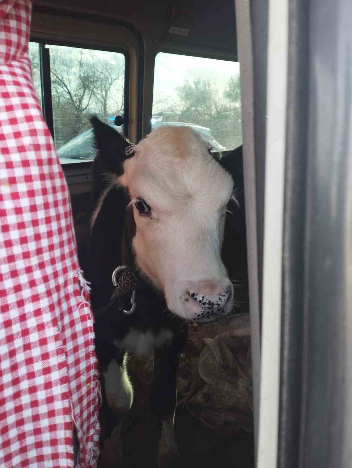 Didim&rsquo;den ka&ccedil;an hayvan hırsızları Konya&rsquo;da yakalandı
