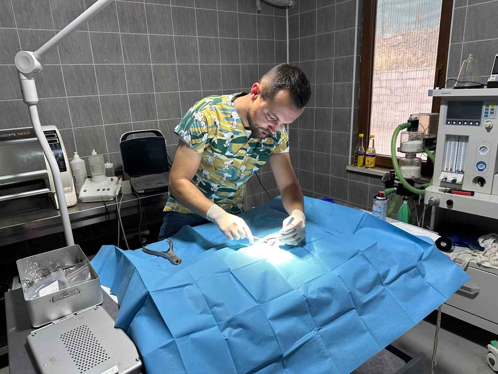 Osmaneli’nde olta iğnesi batmış kedi kurtarıldı