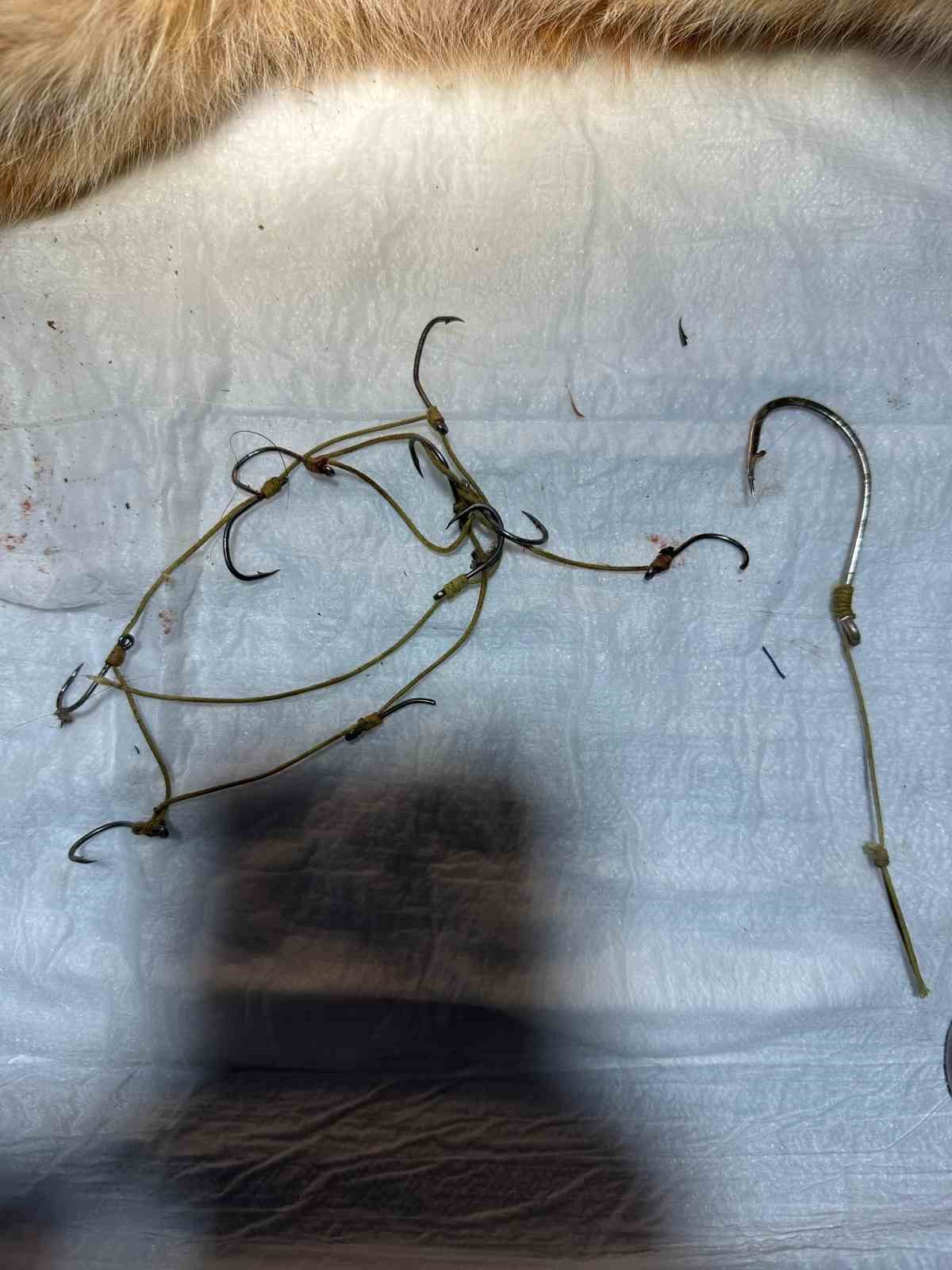 Osmaneli&rsquo;nde olta iğnesi batmış kedi kurtarıldı
