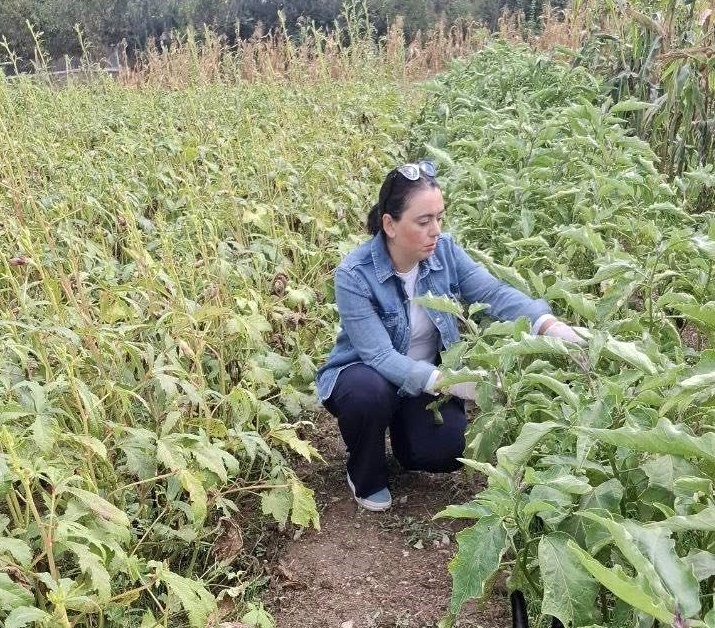 Menteşe’de zararlı kontrolleri yoğunlaştı