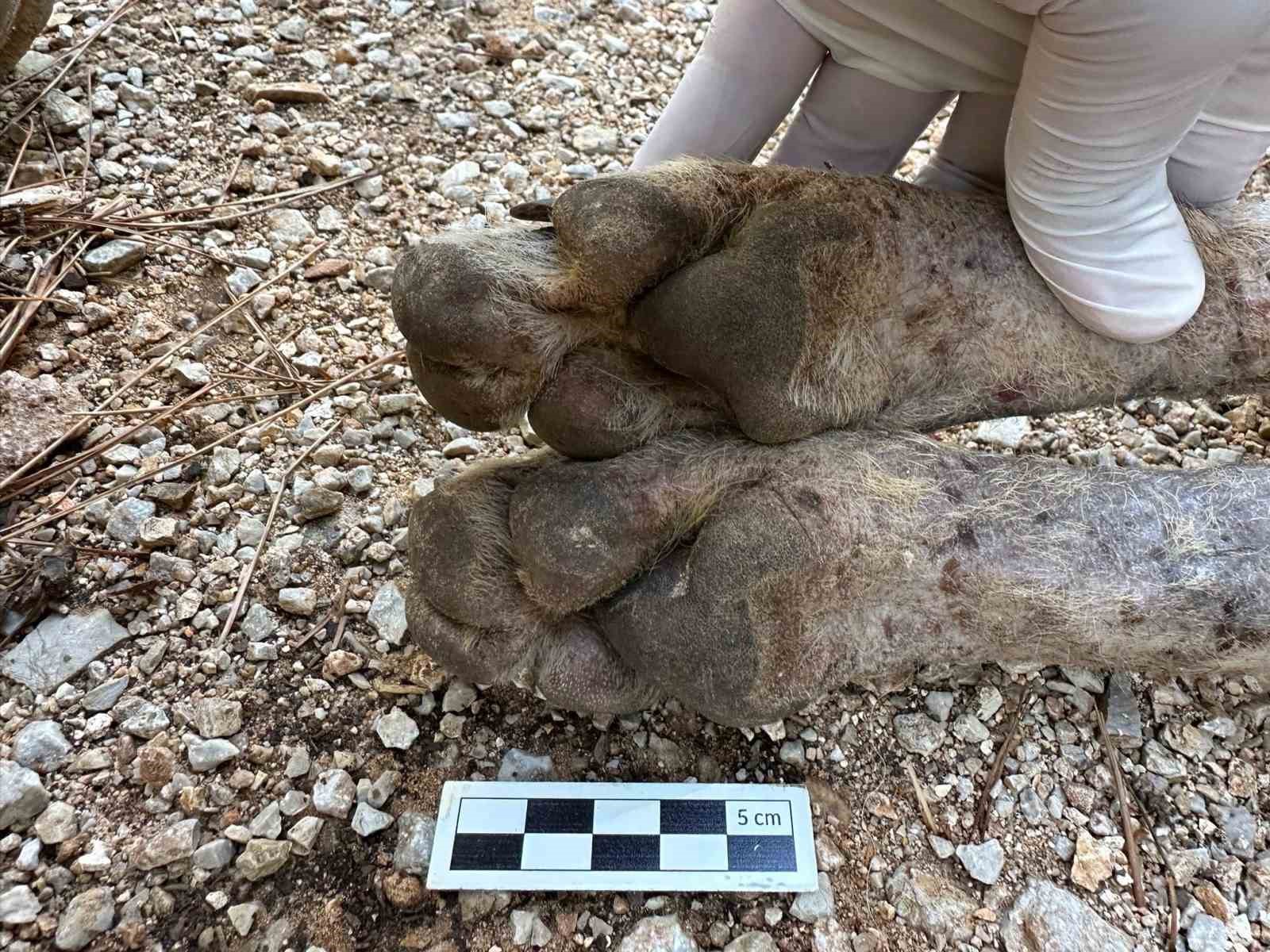 Çizgili sırtlan sanıldı, kurt çıktı