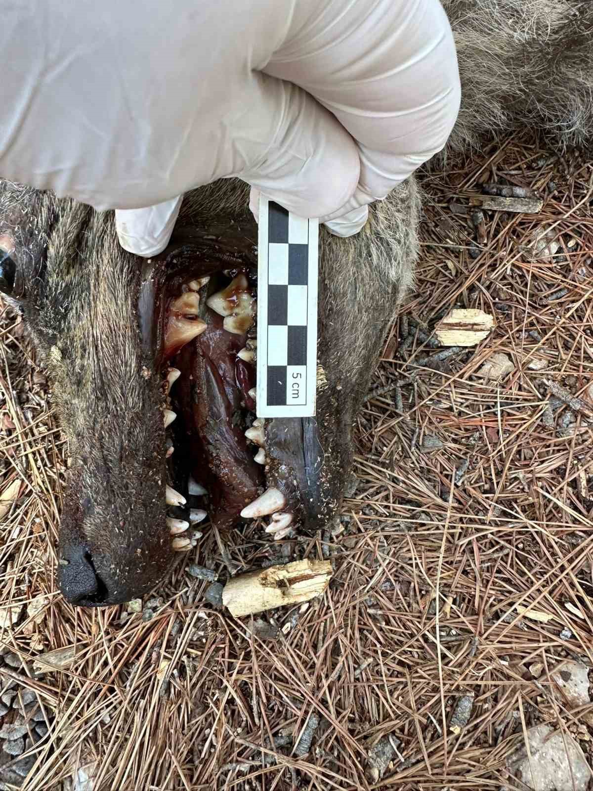 Çizgili sırtlan sanıldı, kurt çıktı