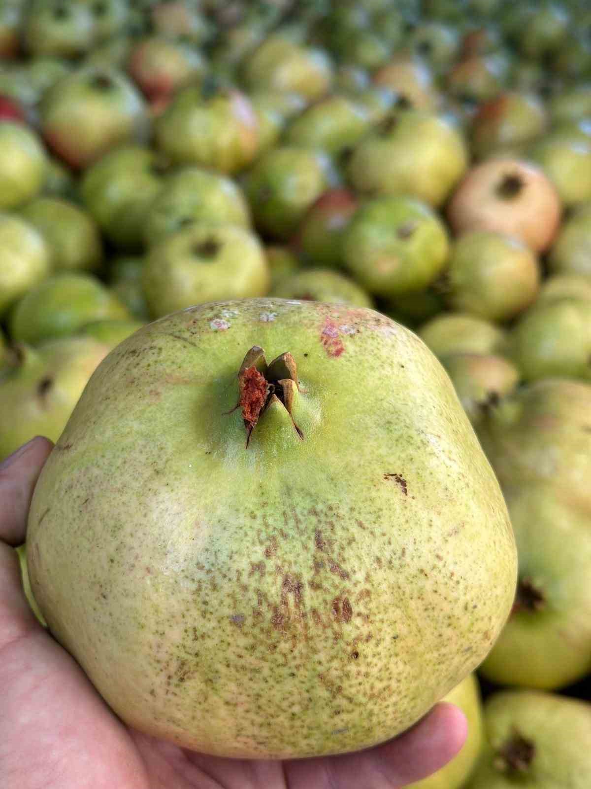 Antalya&rsquo;da coğrafi işaretli &ccedil;ekirdeksiz narın hasadı başladı
