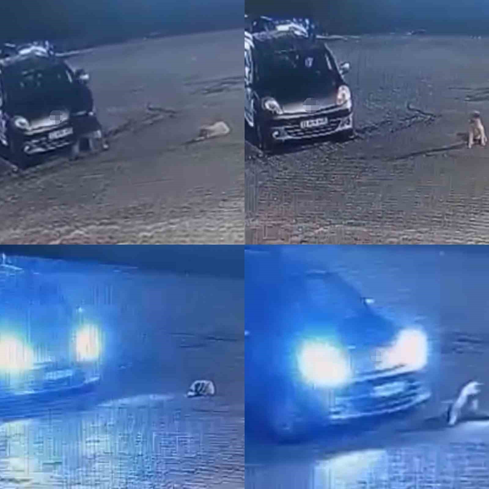 Aracın üzerinden geçtiği köpek telef oldu