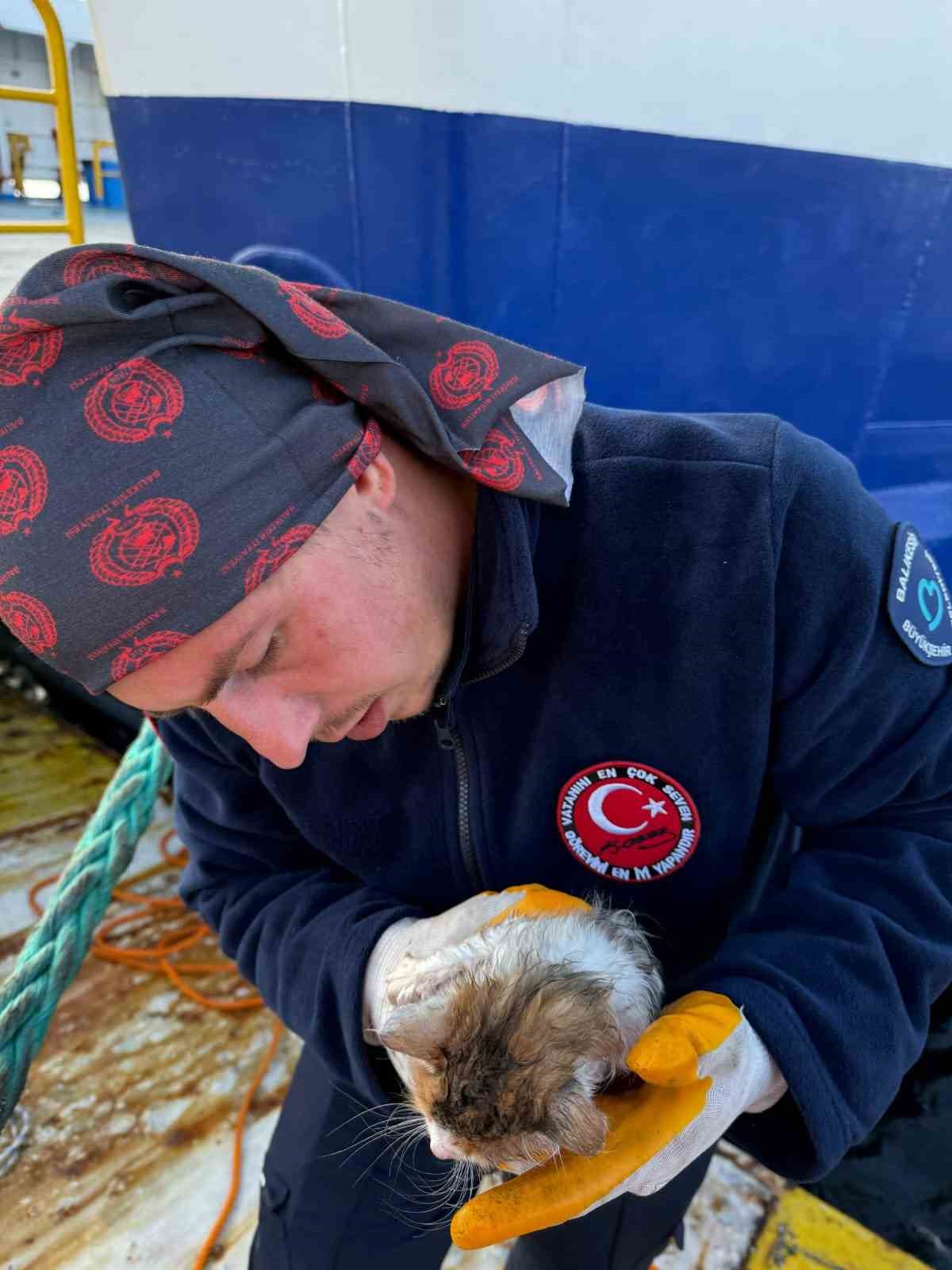 Erdek’te denize düşen yavru kedi kurtarıldı
