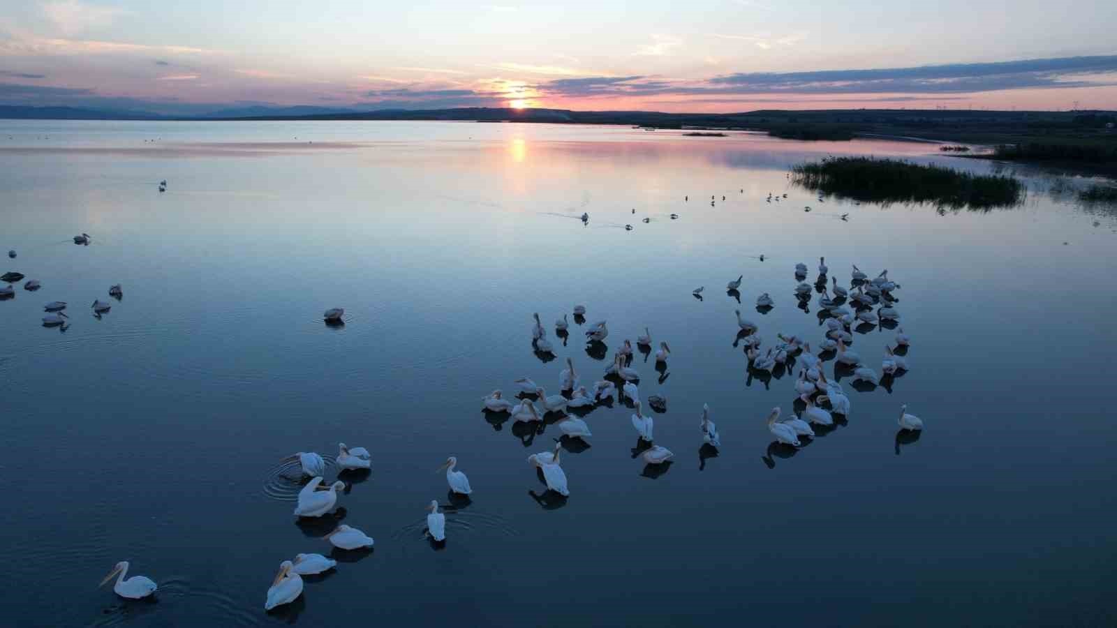 Sonbaharda Manyas Gölü’nde pelikan ve flamingo ziyaretleri