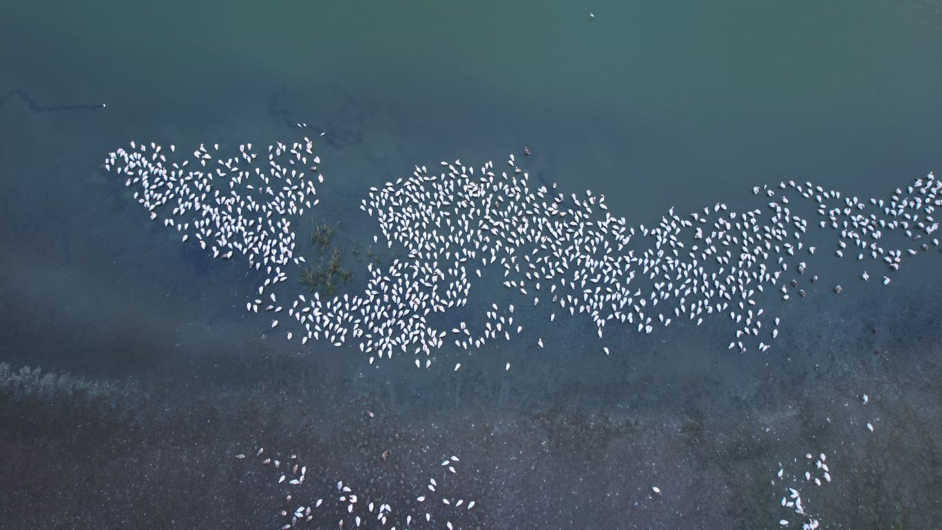 Sonbaharda Manyas Gölü’nde pelikan ve flamingo ziyaretleri
