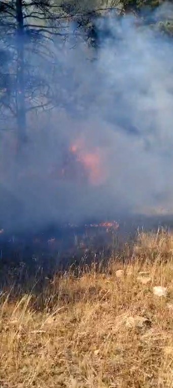 Sarıkamış ormanlarında örtü yangını