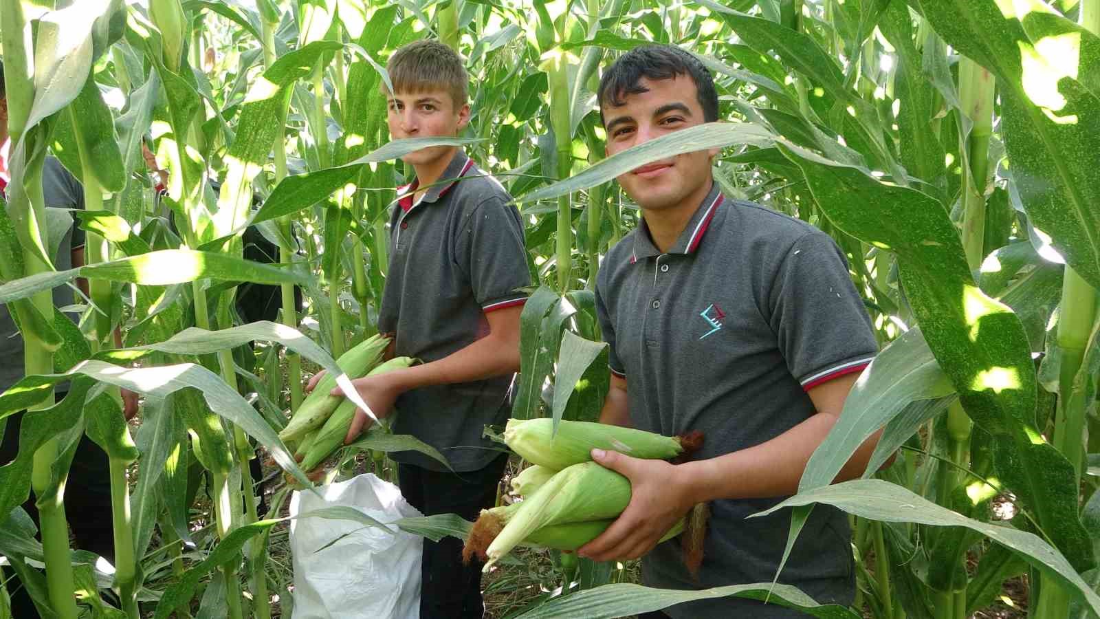 Malatya’da Tarım Lisesi Öğrencileri silajlık mısır hasadına başladı
