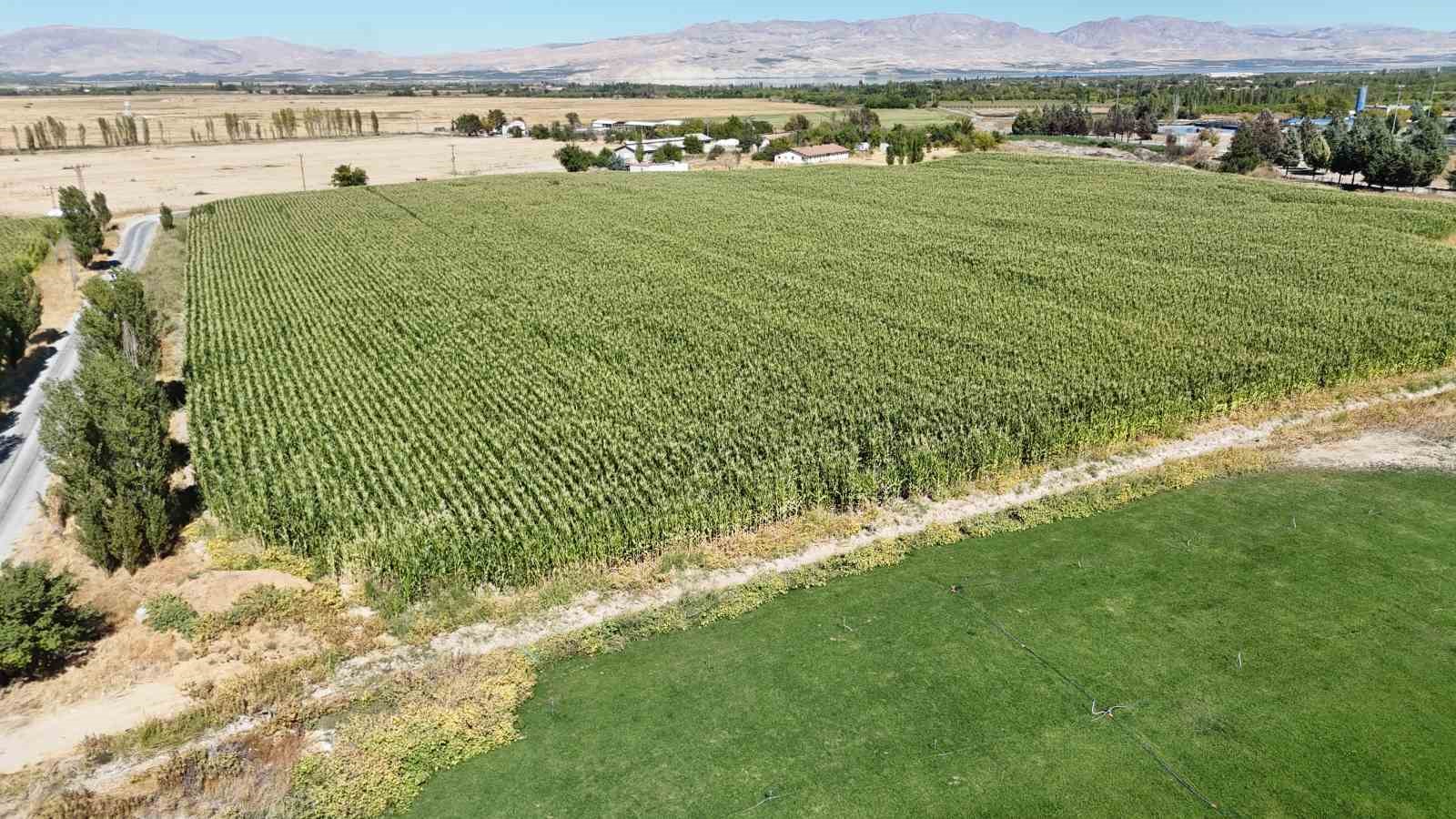 Malatya’da Tarım Lisesi Öğrencileri silajlık mısır hasadına başladı