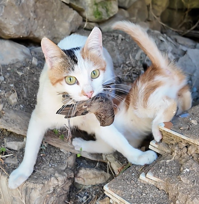 Yakaladığı serçeyi yavrusuna götürüp besledi