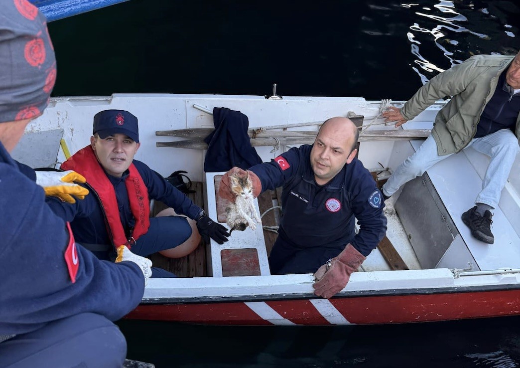 Erdek’te denize düşen yavru kedi kurtarıldı
