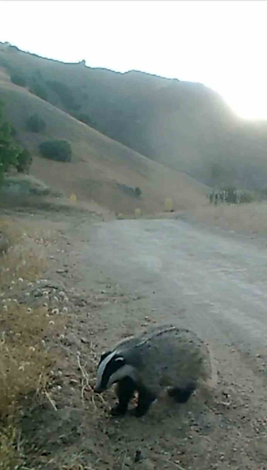 Tunceli’de yaban hayatı kameraya yansıdı