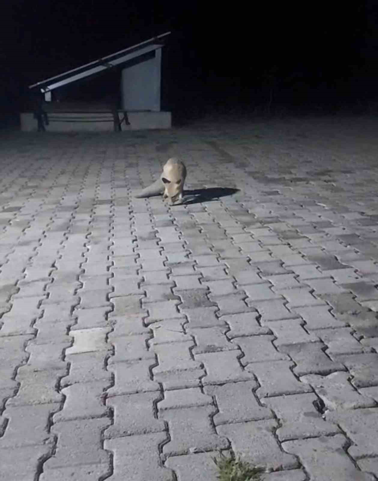 Aç tilki korucu kulübesine geldi, karnını doyurup gitti