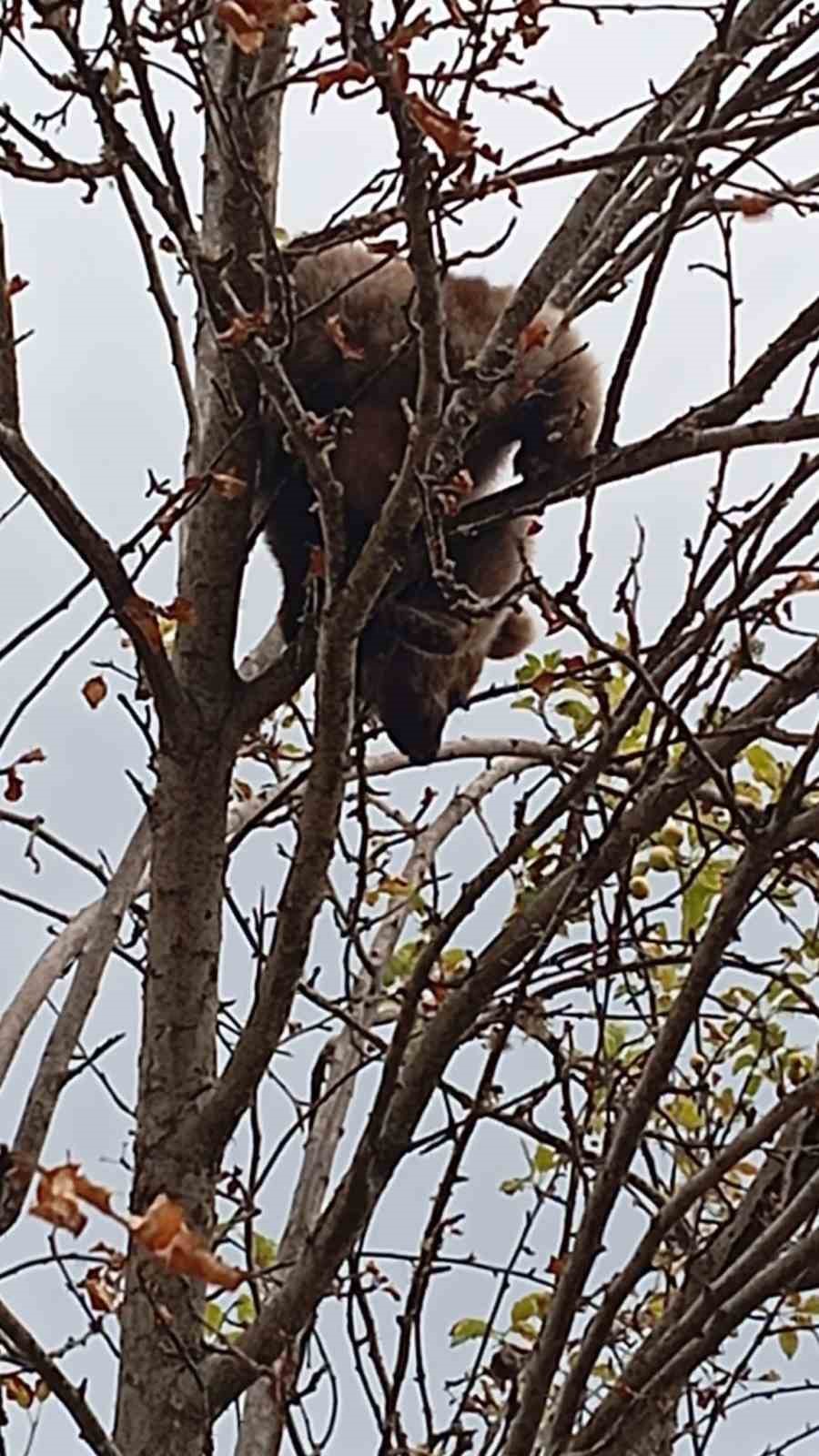 Çıktığı ağaçta mahsur kalan yavru ayı kurtarıldı