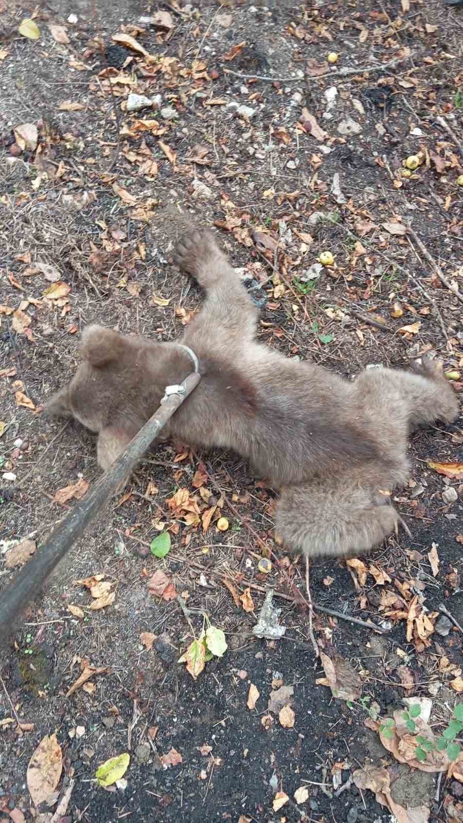 &Ccedil;ıktığı ağa&ccedil;ta mahsur kalan yavru ayı kurtarıldı
