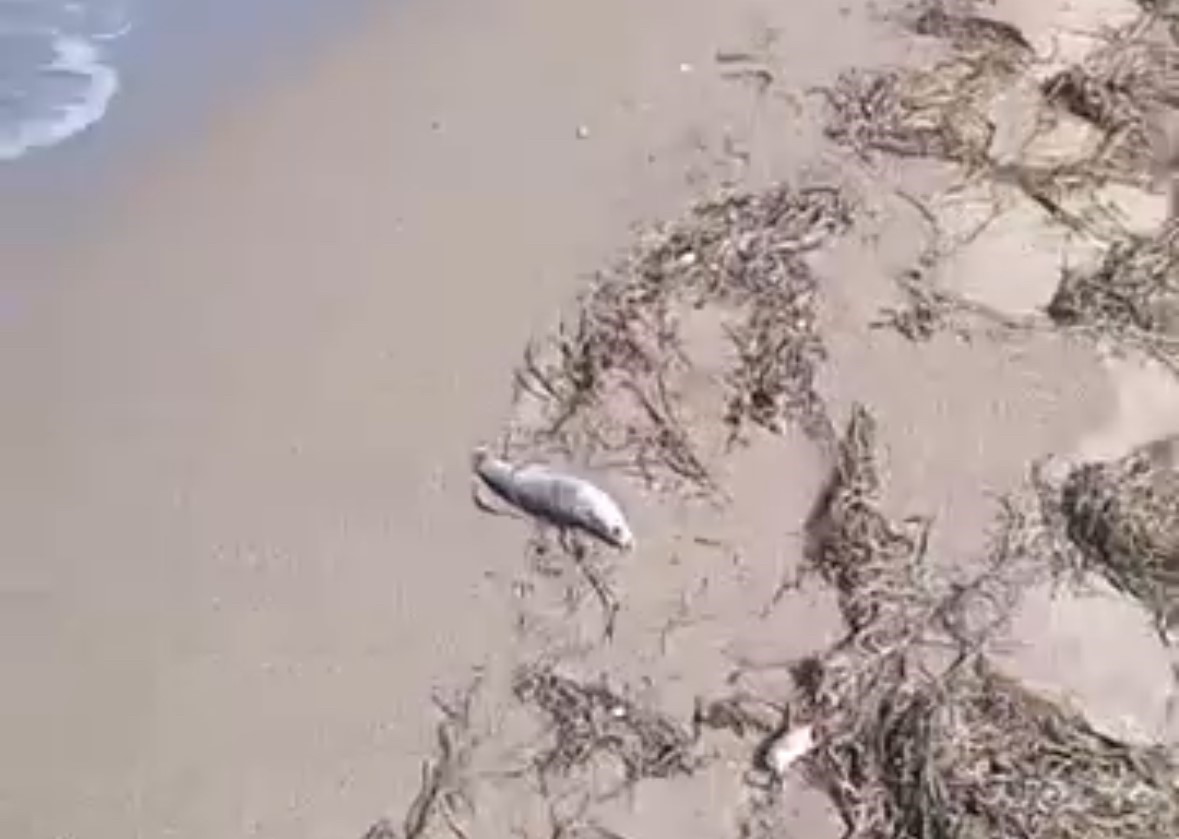 G&ouml;nen&rsquo;de sahilde ş&uuml;pheli balık &ouml;l&uuml;mleri kameraya yansıdı
