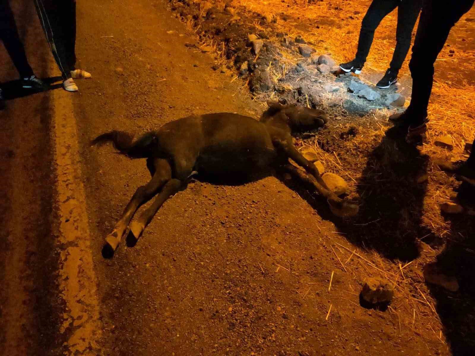 Siirt’te otomobil ile at çarpıştı: 1 yaralı