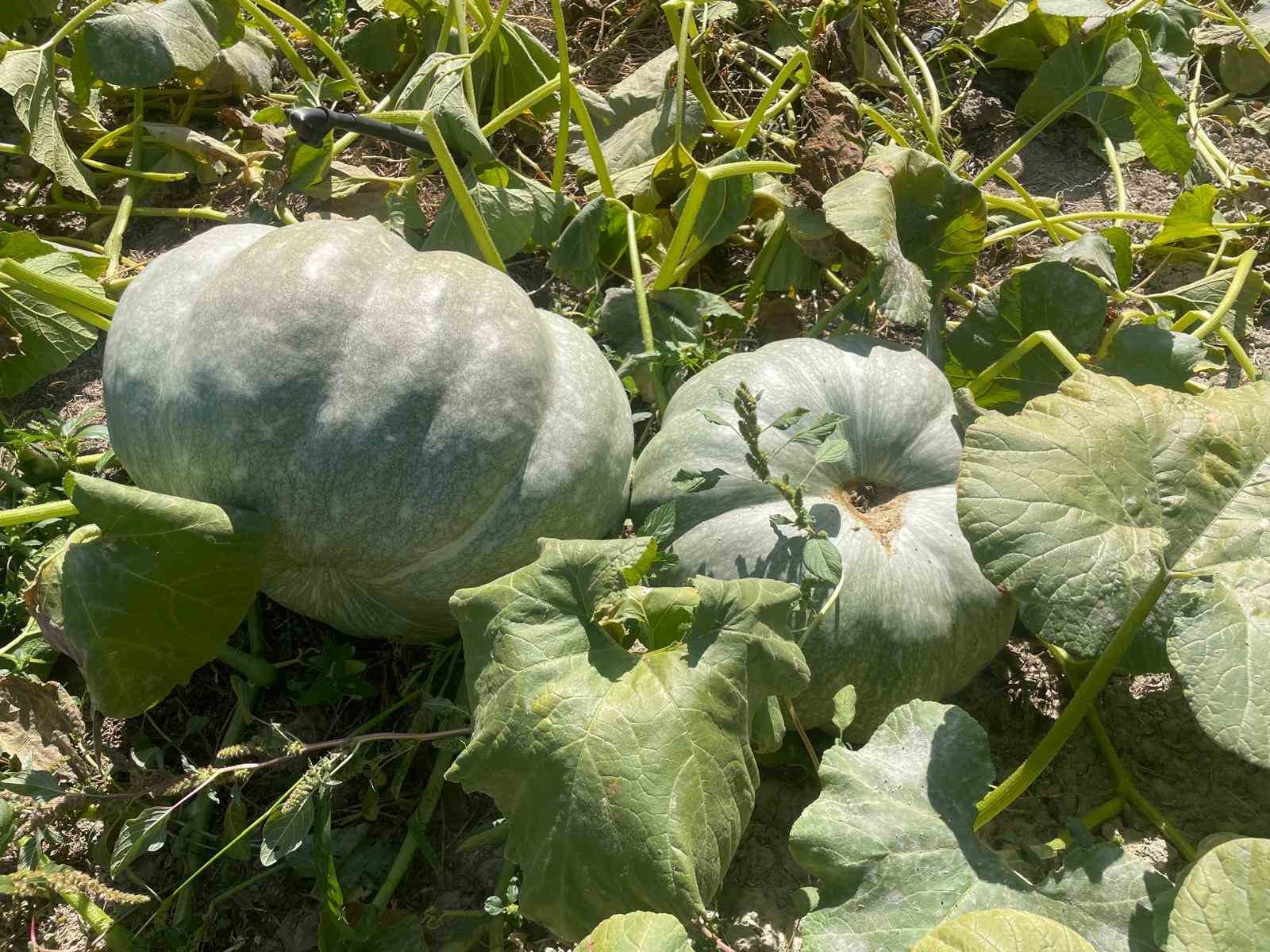 Hayvan gübresiyle 40 kilograma ulaşan kabaklarını taşımakta zorlandı