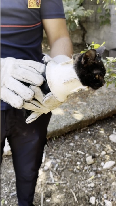 Plastik kapağa sıkışan yavru kedi kurtarıldı
