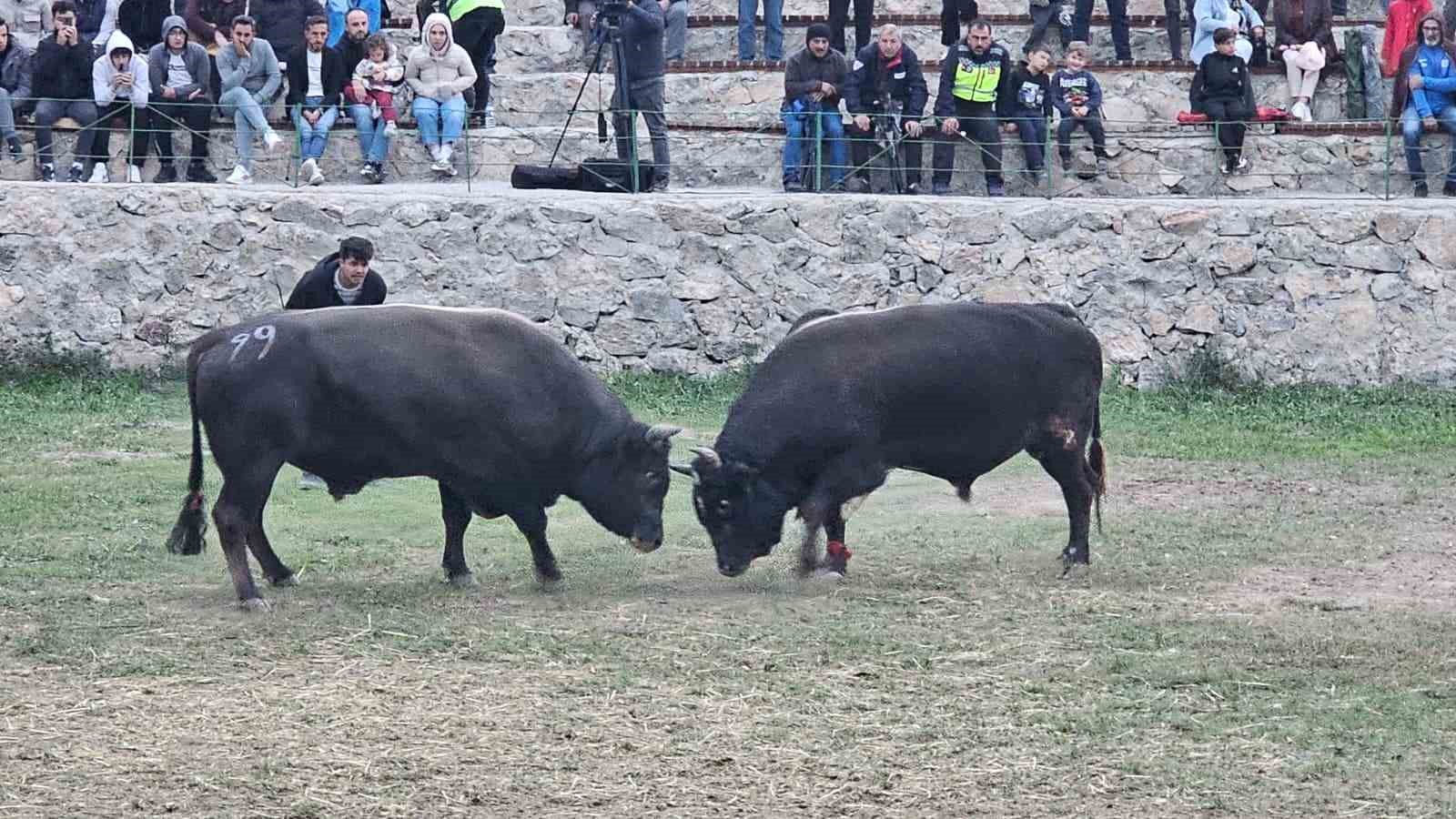 Şap hastalığı nedeniyle ertelenen Ardanuç boğa güreşleri festivali sona erdi