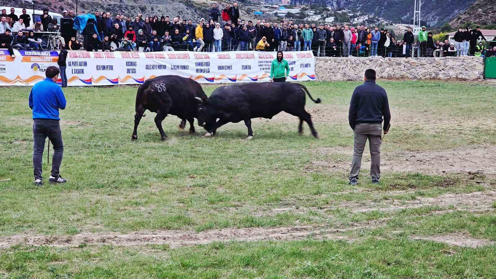 Şap hastalığı nedeniyle ertelenen Ardanuç boğa güreşleri festivali sona erdi
