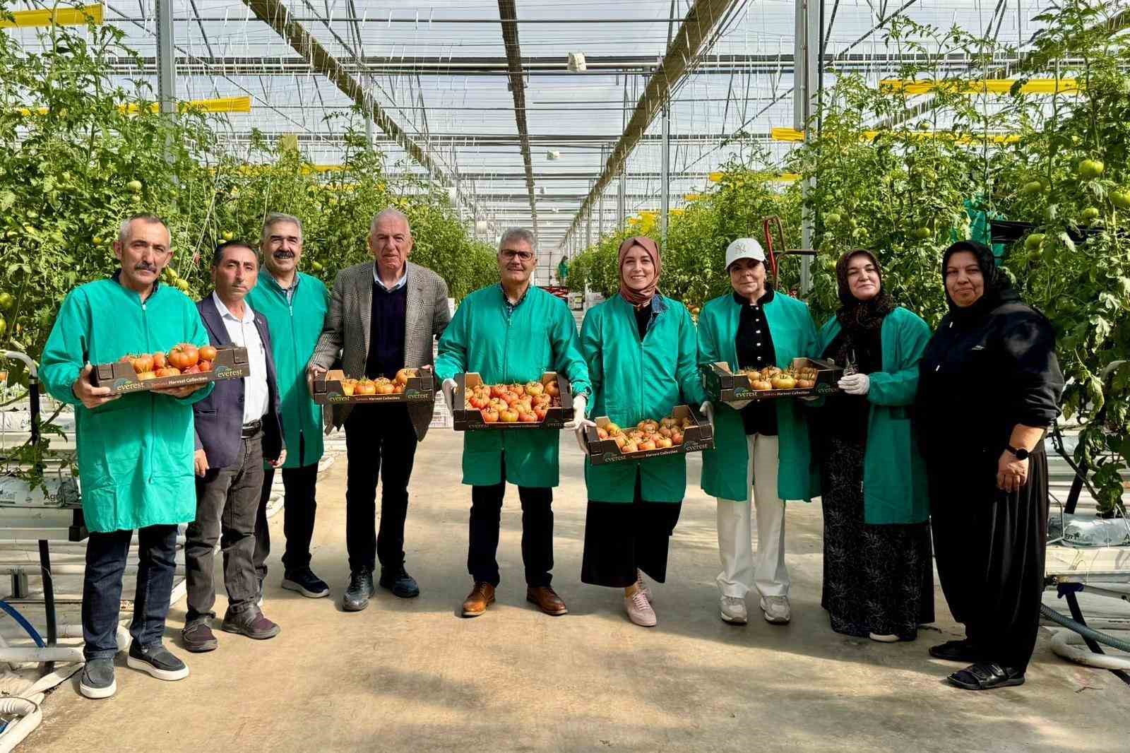 Niğde’de jeotermal enerjiyle ısıtılan seralarda domates hasadı