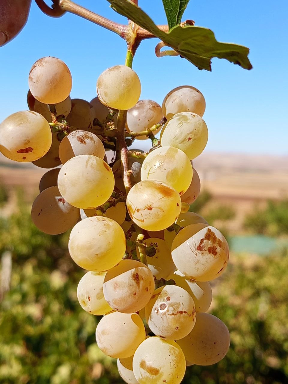 Mardin’in beyaz toprakla mayalanan meşhur üzüm pekmezi coğrafi işaret yolunda