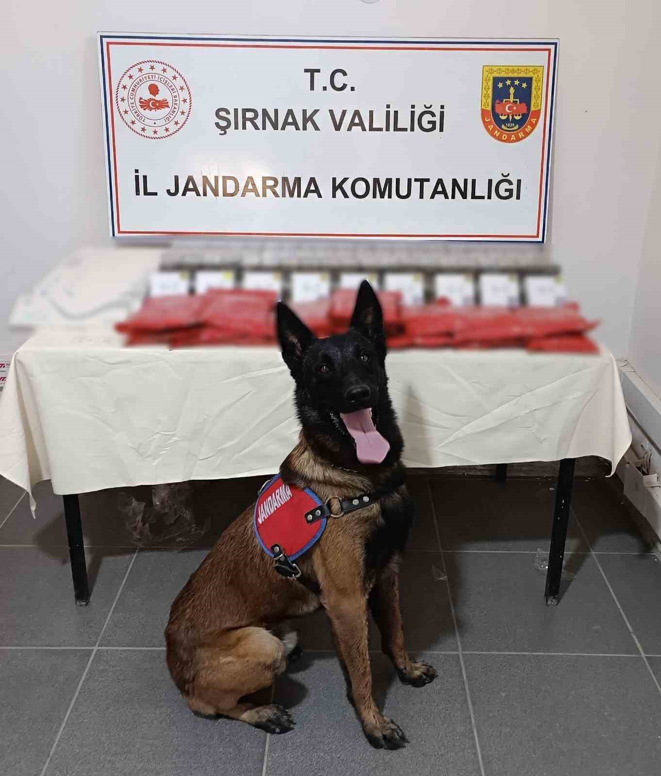 Şırnak’ta jandarmadan kaçakçılık operasyonu: 1 tutuklama
